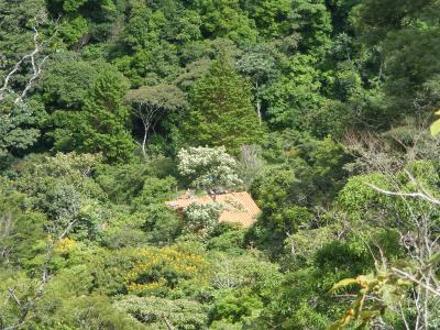 Angelica, our Sanctuary of Nature